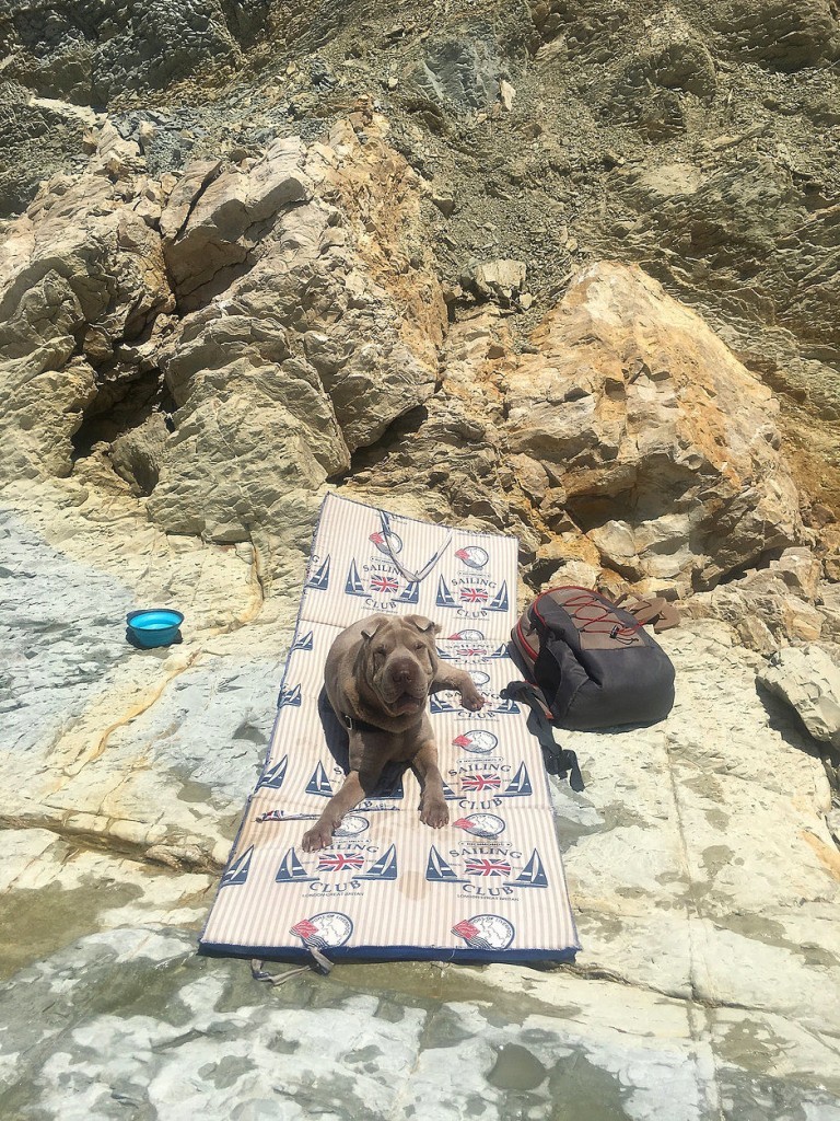 Dog on rocky beach