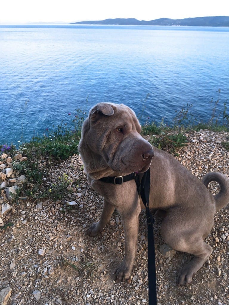 Dog on Croatia beach