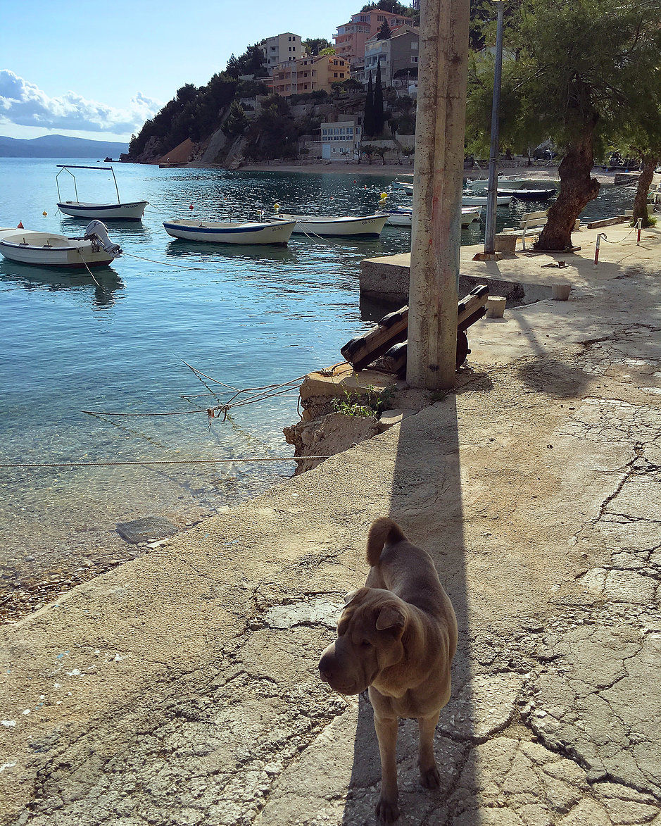 travel to croatia with dog