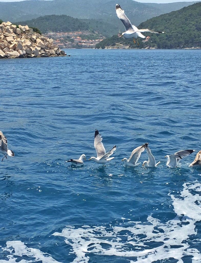 Adriatic sea gulls