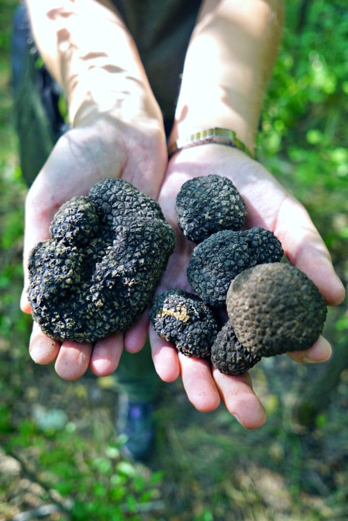 Black Istrian truffles