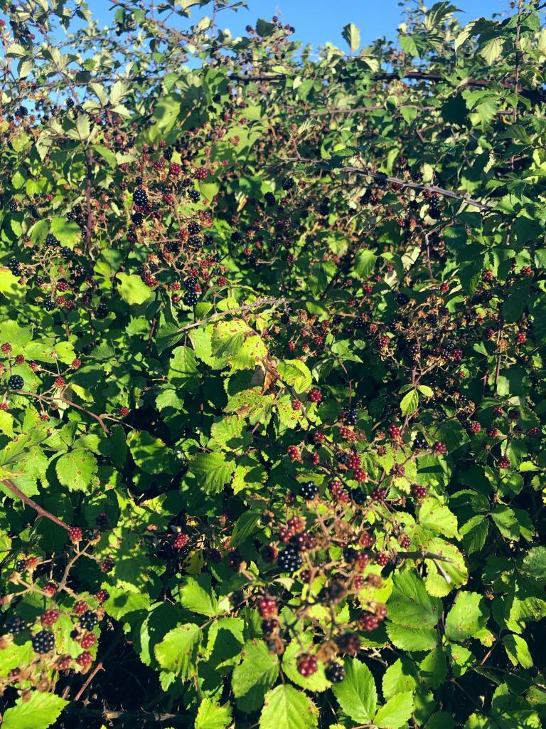 Wild blackberries on Vis island.