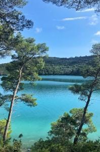 Leaning trees in Mljet National Park