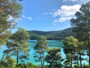 Pine trees in Mljet National Park