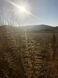 Hearty vegetation on Vis island.